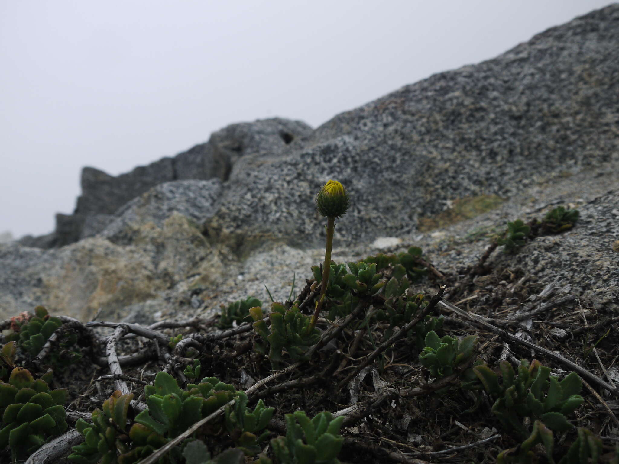 Imagem de Haplopappus chrysanthemifolius (Less.) DC.