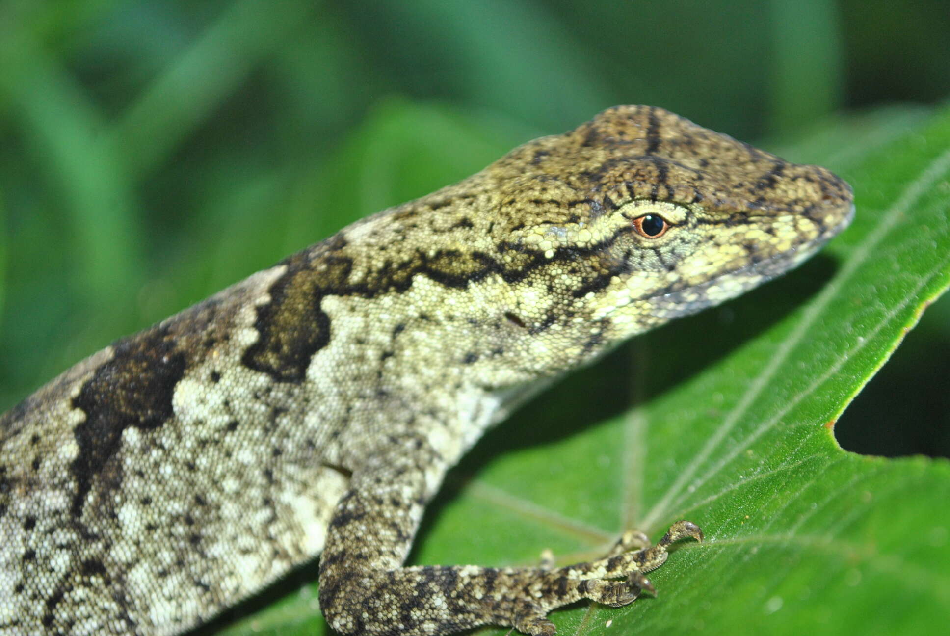 Image of Peters' anole