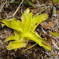 Image of Pinguicula balcanica Casper