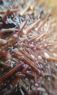 Image of green sea urchin