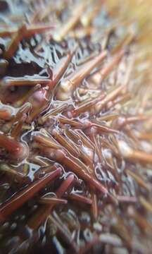 Image of green sea urchin