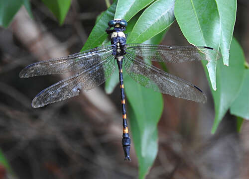 Imagem de Macrogomphus quadratus Selys 1878