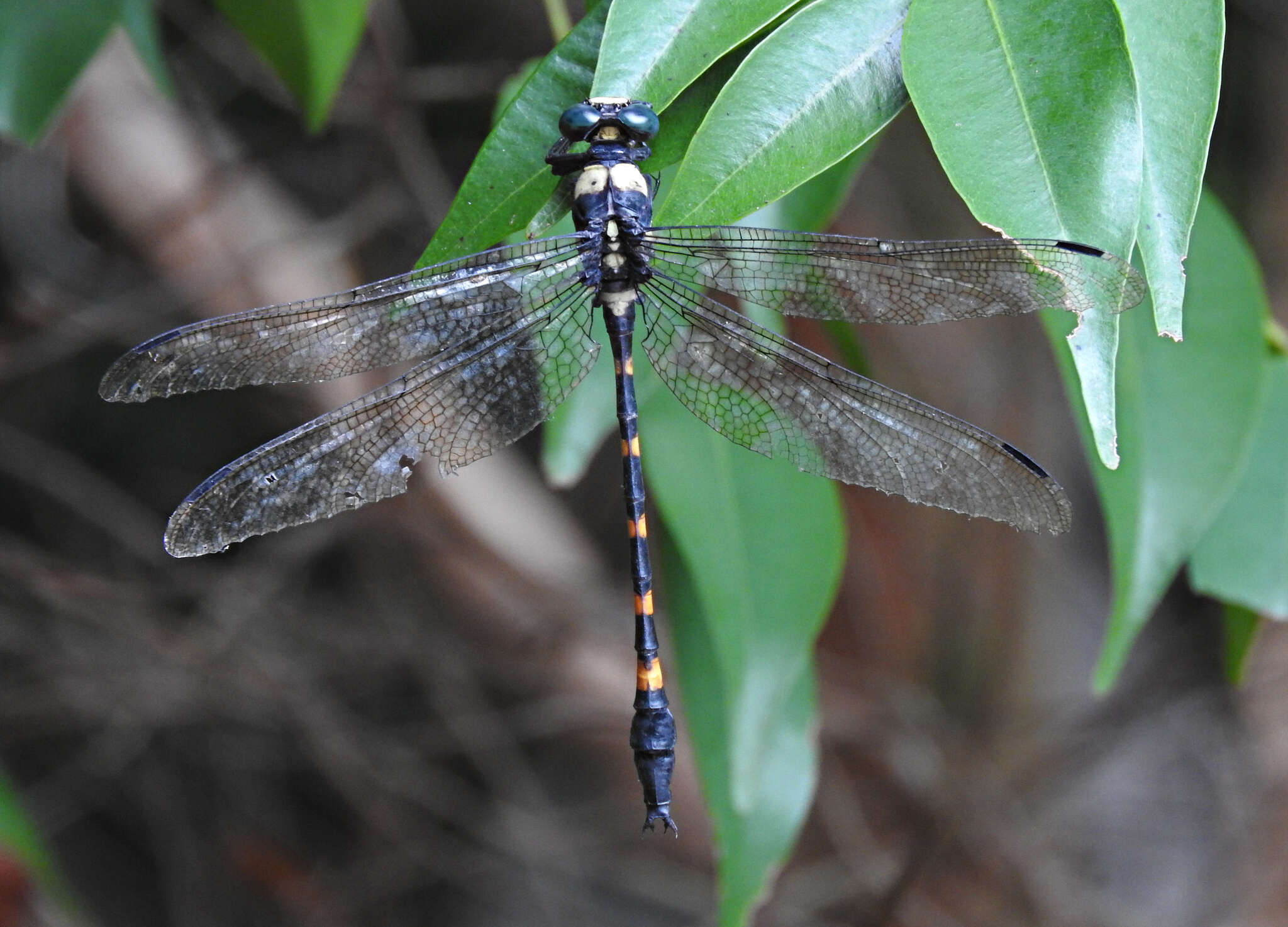 Image of Macrogomphus quadratus Selys 1878