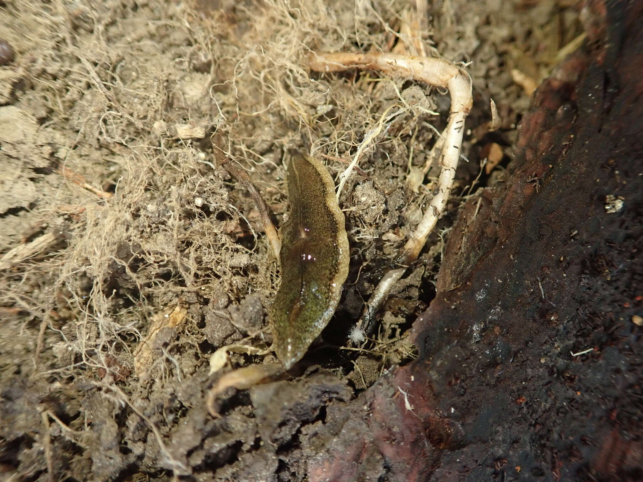 Image of Newzealandia graffii (Dendy 1894)