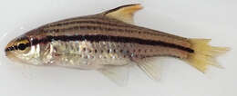 Image of Copperstripe barb