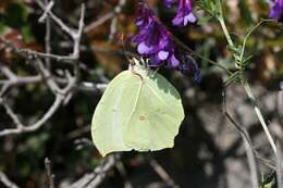 Image of Gonepteryx rhamni transiens Verity 1913