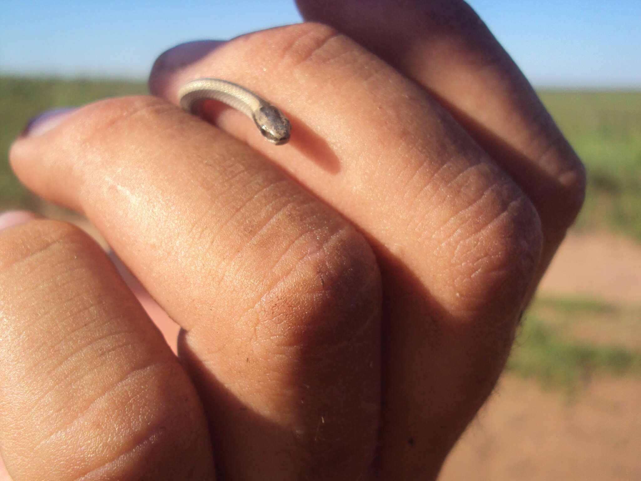 Image of Wide Ground Snake