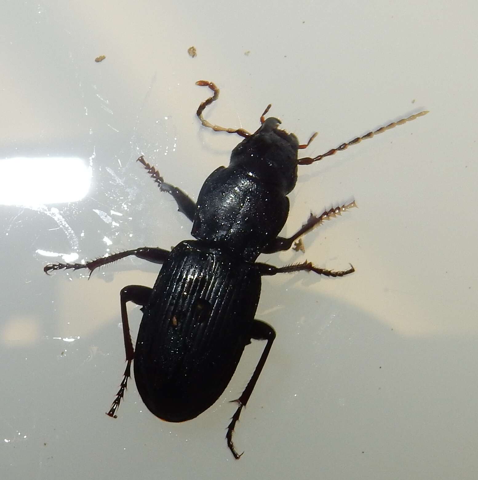 Image of Pterostichus (Cylindrocharis) acutipes Barr 1971