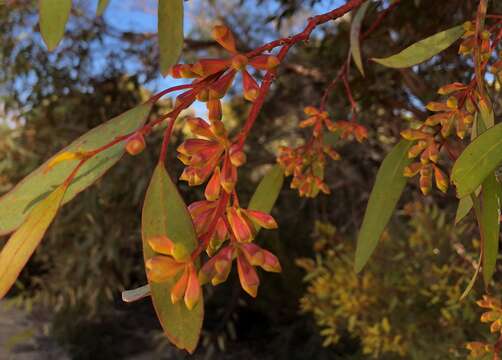 Image of Gooseberry Mallee