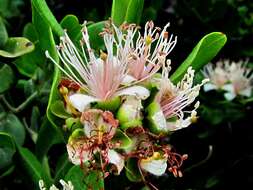 Image of Capparis sepiaria var. citrifolia (Lam.) Tölk.