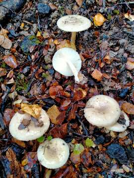 Image of Amanita taiepa G. S. Ridl. 1991