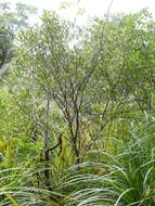 Image of Pittosporum kirkii Hook. fil. ex T. Kirk