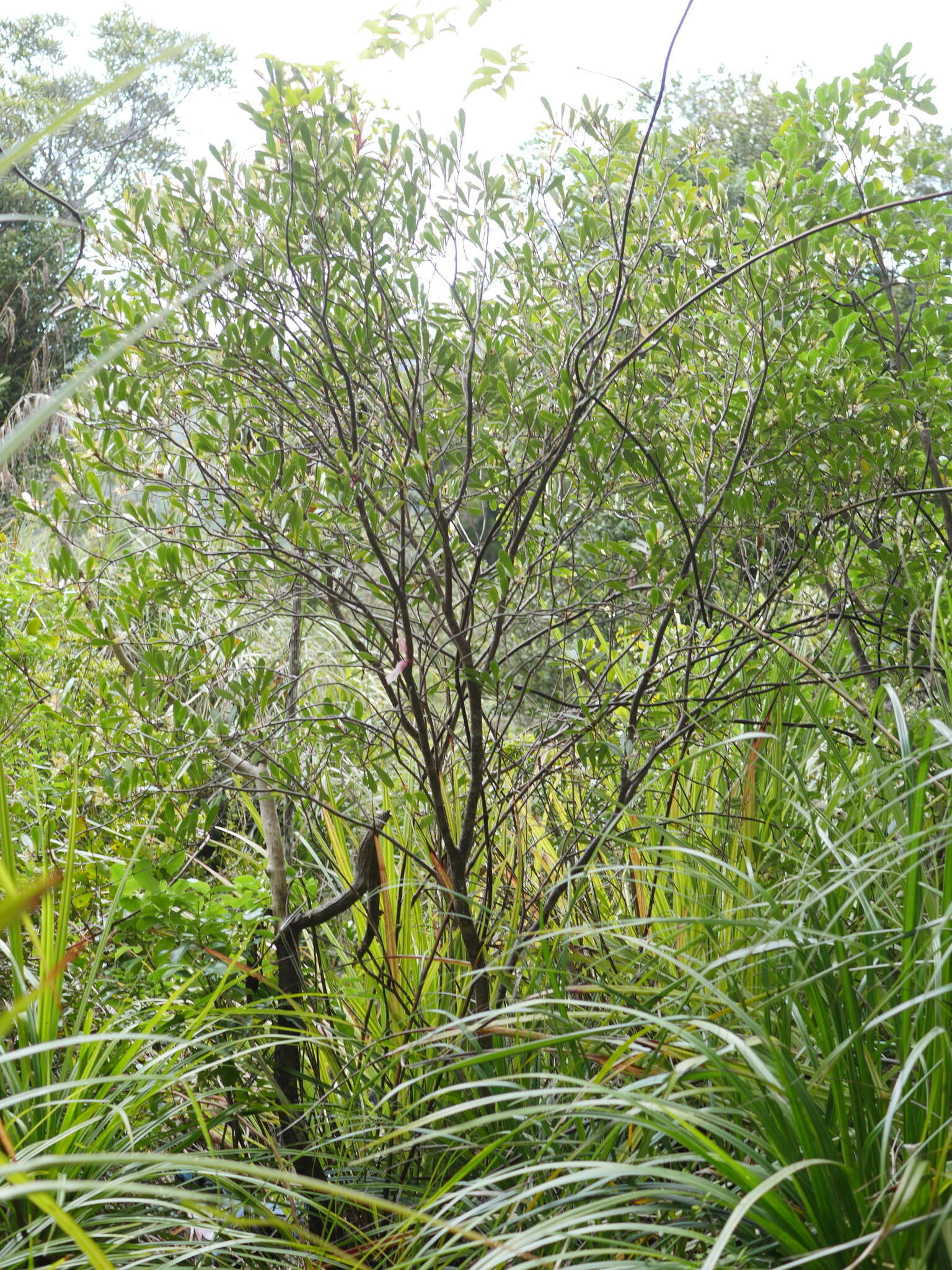 Image of Pittosporum kirkii Hook. fil. ex T. Kirk