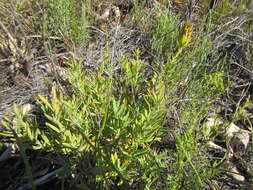 Image of Pteronia scabra Harv.