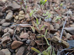 Image de Hemizonella