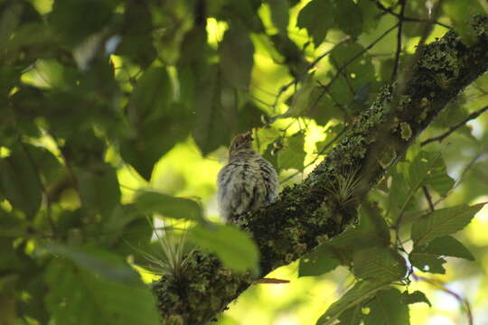 Image of Ruddy-capped Nightingale-Thrush