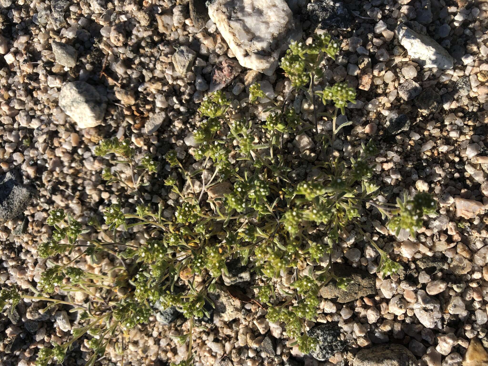 Image of Eremocarya micrantha (Torr.) Greene