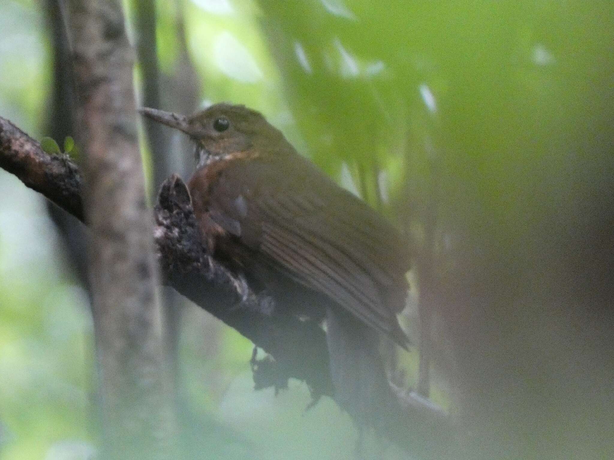 Image of Scaly-throated Leaftosser