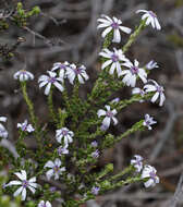 Image of Olearia minor (Benth.) N. S. Lander