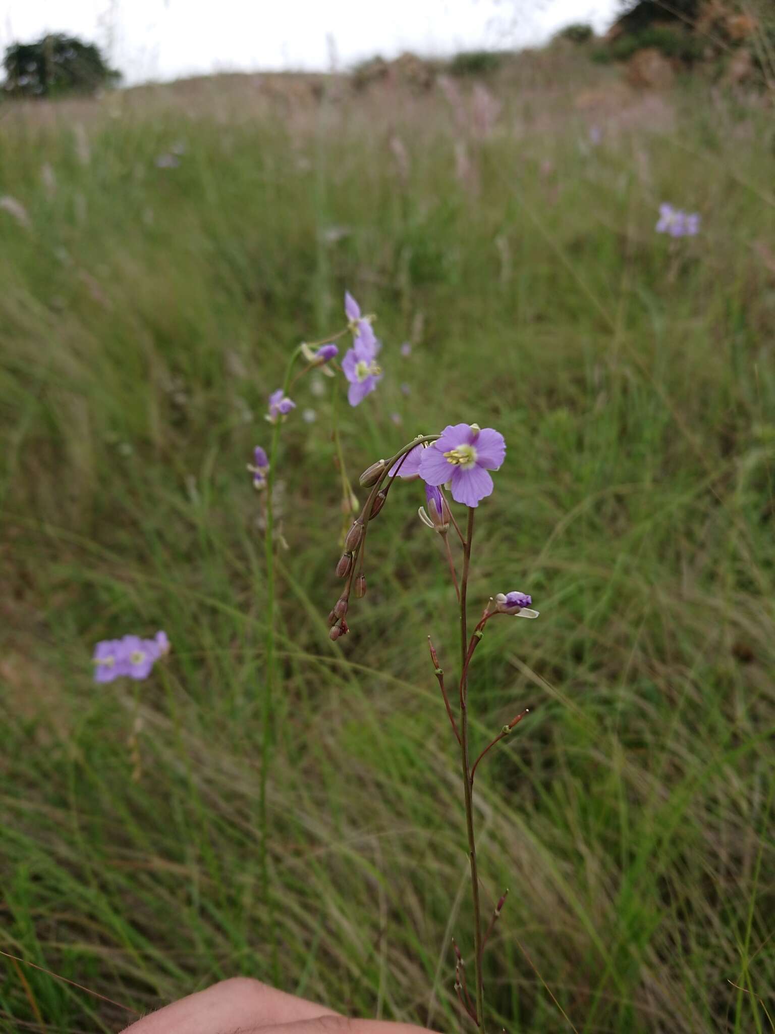 Image de Heliophila rigidiuscula Sond.