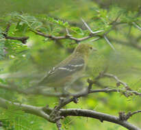 Image of Bay-breasted Warbler