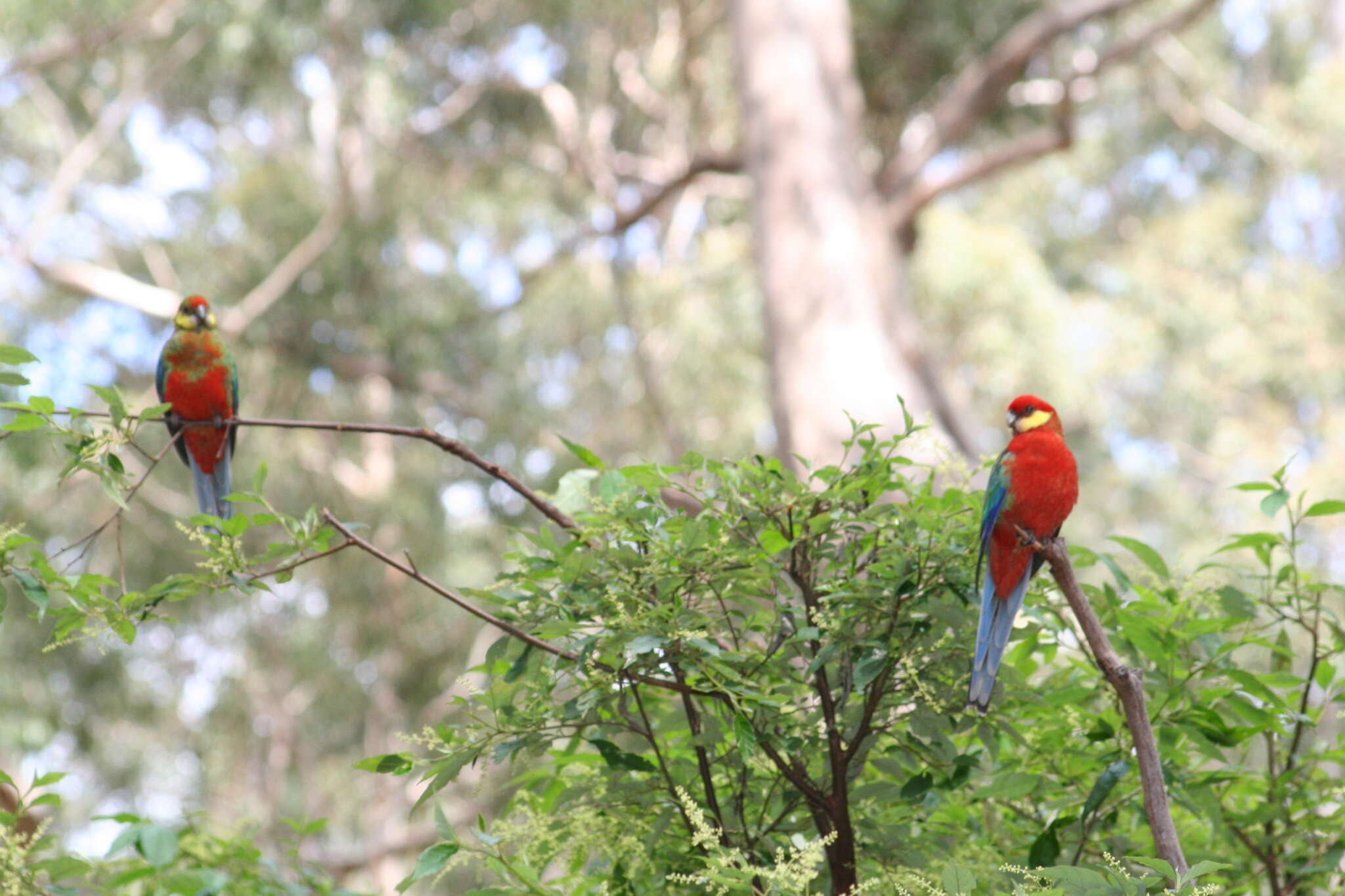 Image of Western Rosella