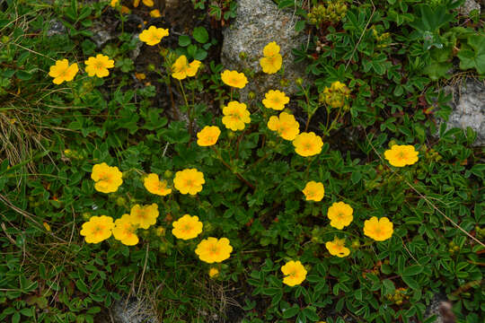 Слика од Potentilla crantzii subsp. gelida (C. A. Mey.) J. Soják