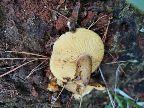 Image of Tricholomopsis ornaticeps (G. Stev.) E. Horak 1971