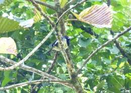 Image of Orange-fronted Barbet