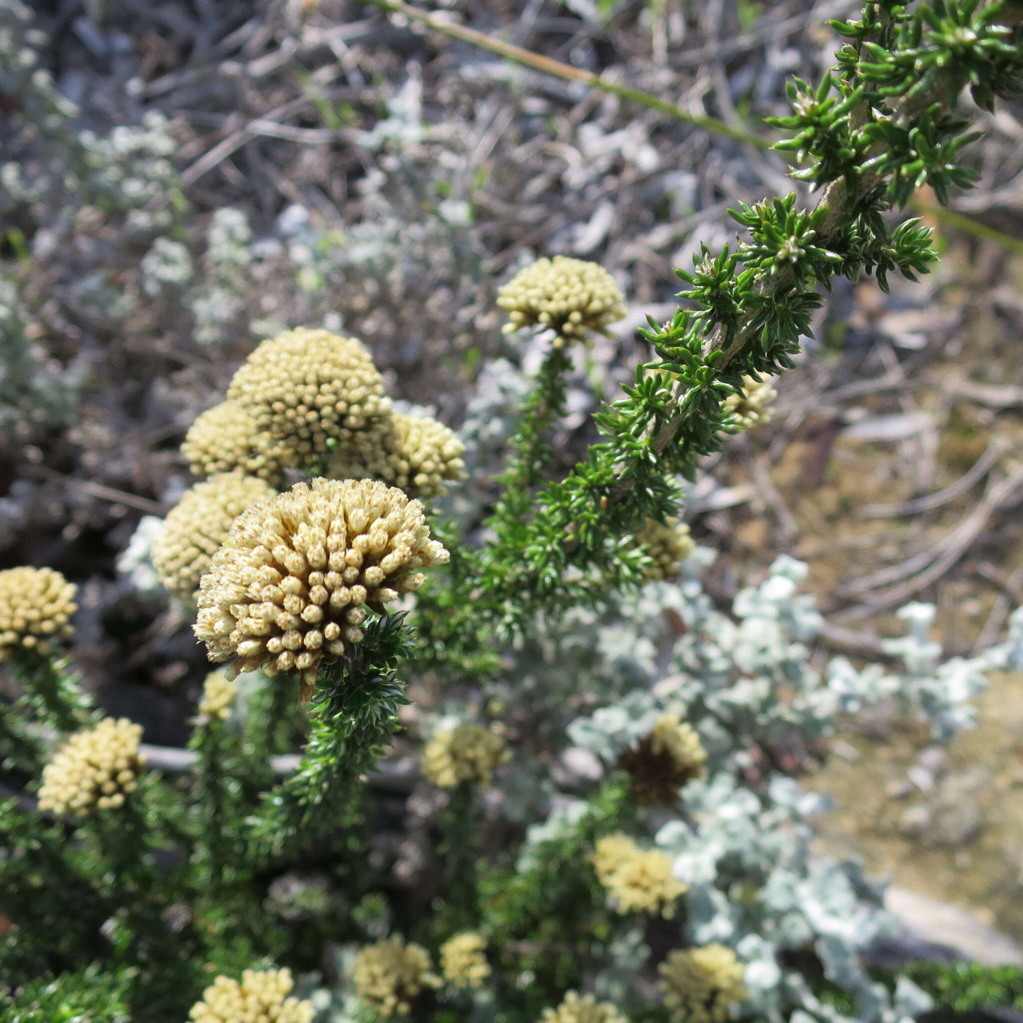 Image of Metalasia luteola P. O. Karis