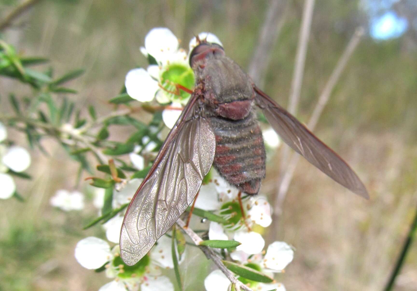 Imagem de Comptosia insignis Walker 1849