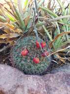 Image de Mammillaria johnstonii Orcutt