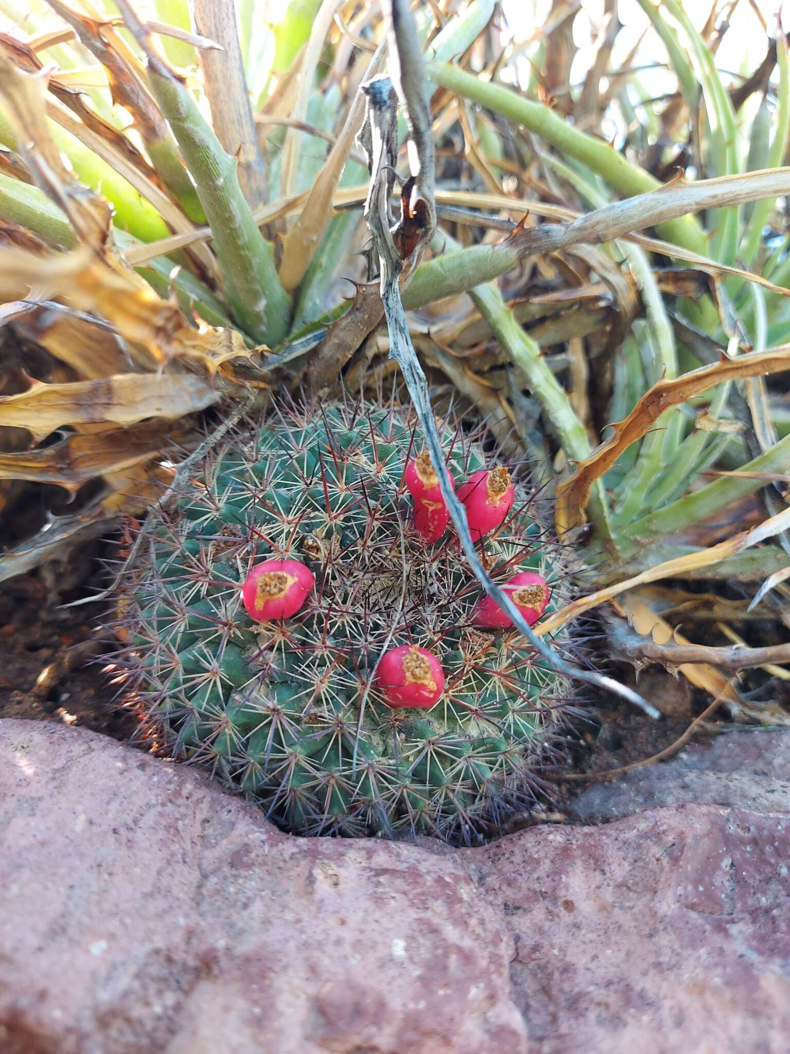 Image de Mammillaria johnstonii Orcutt