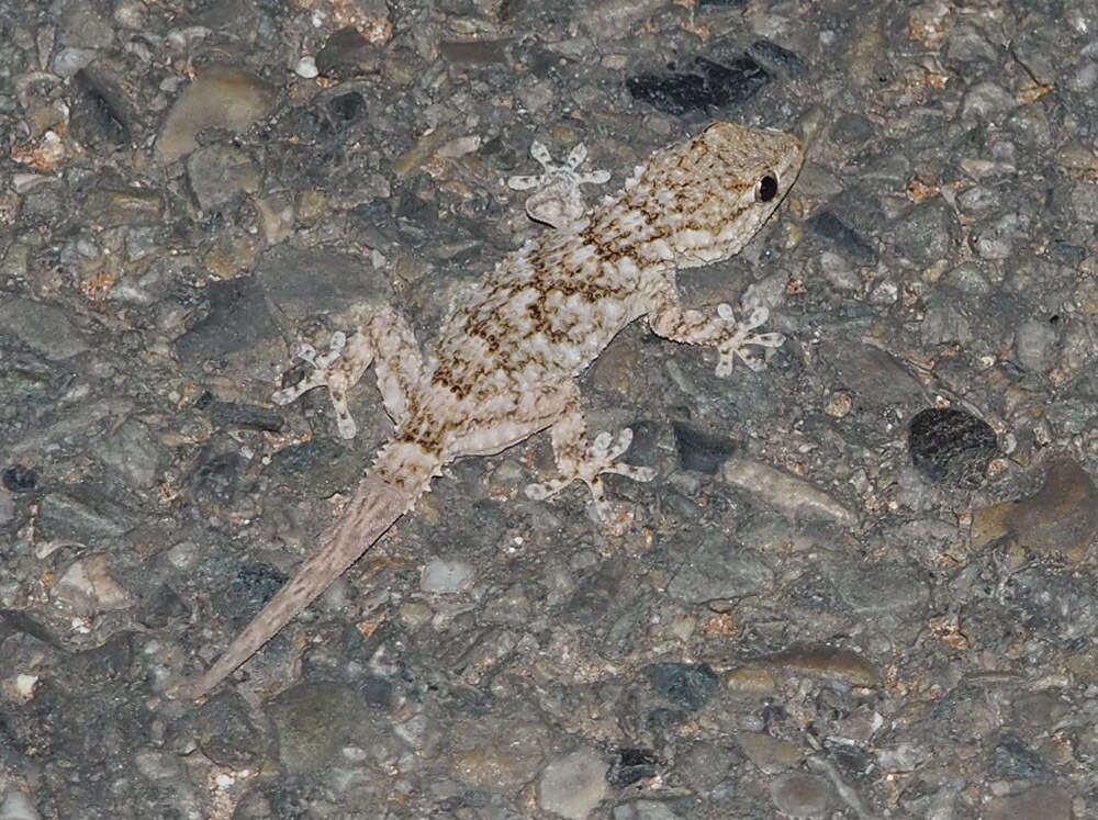 Image of Common Wall Gecko