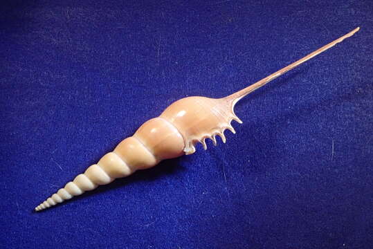 Image of Shinbone Tibia Gastropod