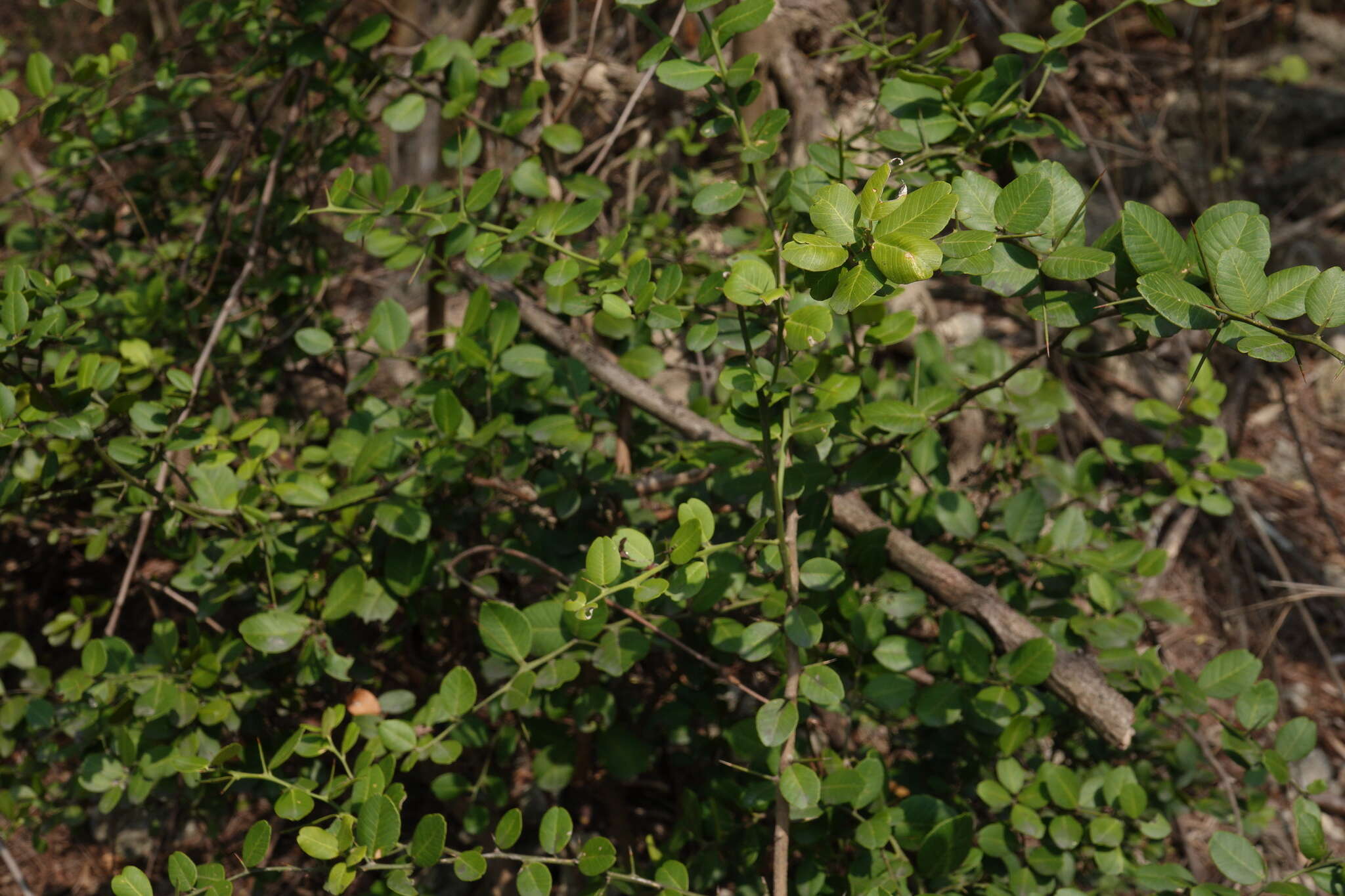 Atalantia buxifolia (Poir.) Oliv. resmi