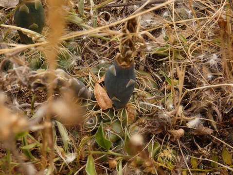 Image of Gymnocalycium volskyi