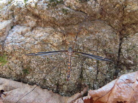 Image of Tipula (Yamatotipula) noveboracensis Alexander 1919