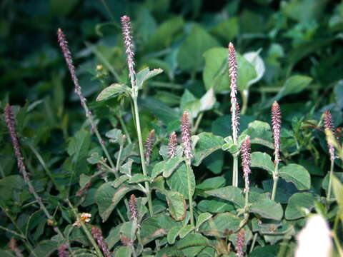 Image of Chaff-flower