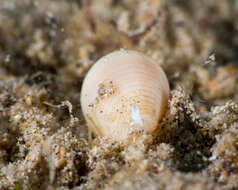 Image of Imbricariopsis Fedosov, Herrmann, Kantor & Bouchet 2018