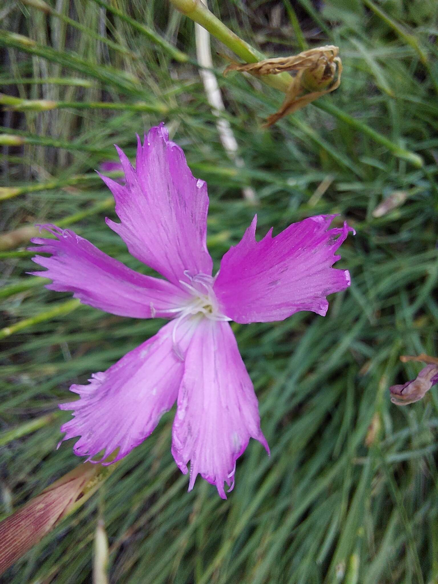 Image of Dianthus basuticus Burtt Davy