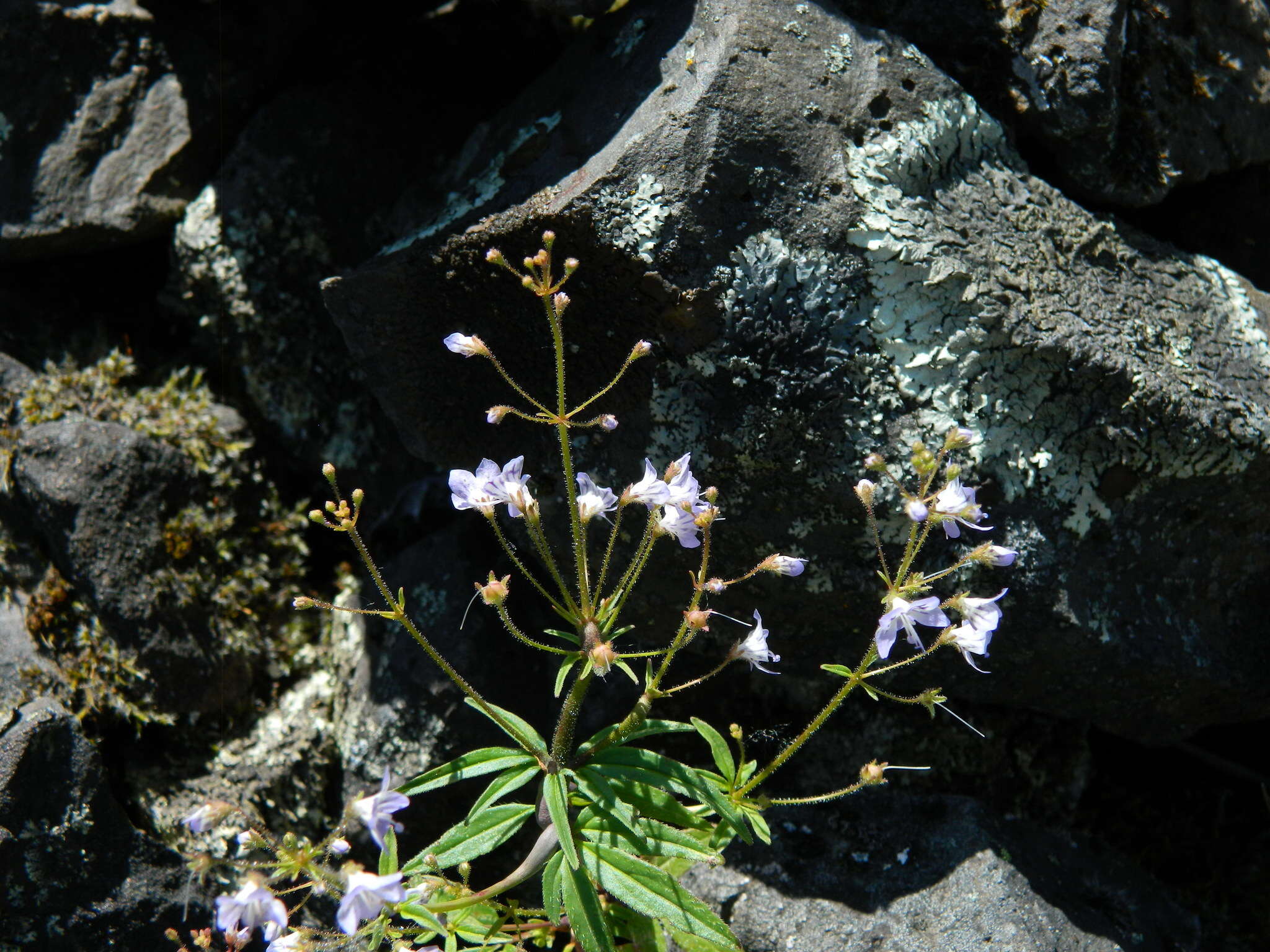 Image of manyflower tonella