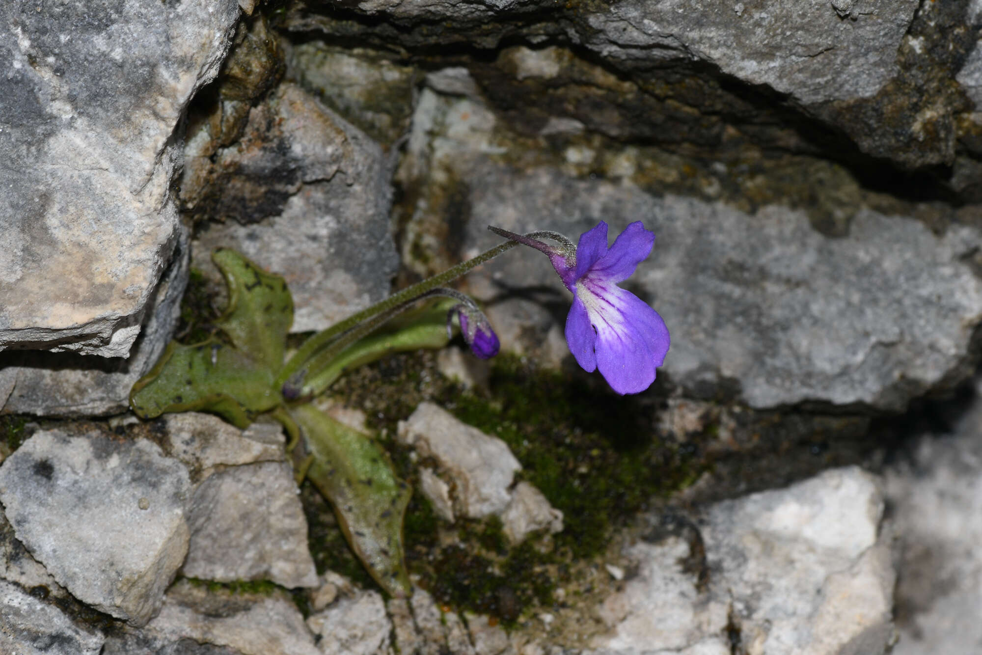 Image of Pinguicula poldinii J. F. Steiger & Casper