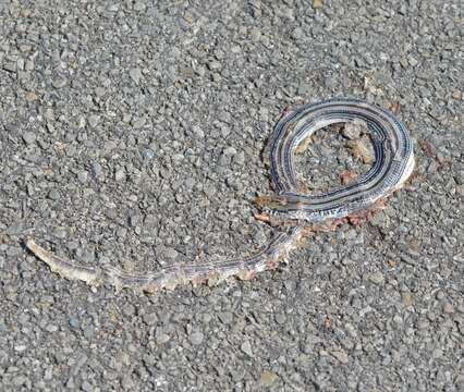 Image of Glass Lizards