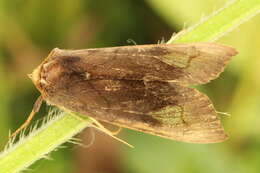 Image of scarce burnished brass