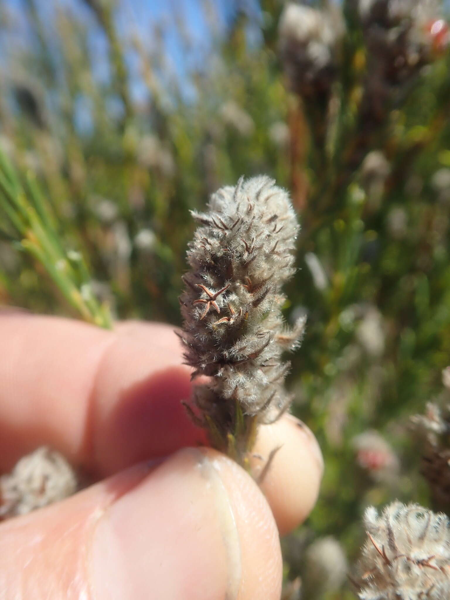 Image of Phylica cylindrica Wendl.