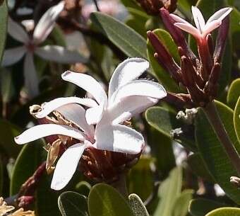 Image of Ancylobothrys capensis (Oliv.) Pichon