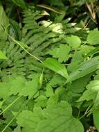 Image de Spatholirion longifolium (Gagnep.) Dunn