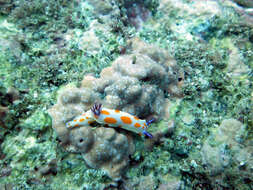 Image of Bright orange and pink slug