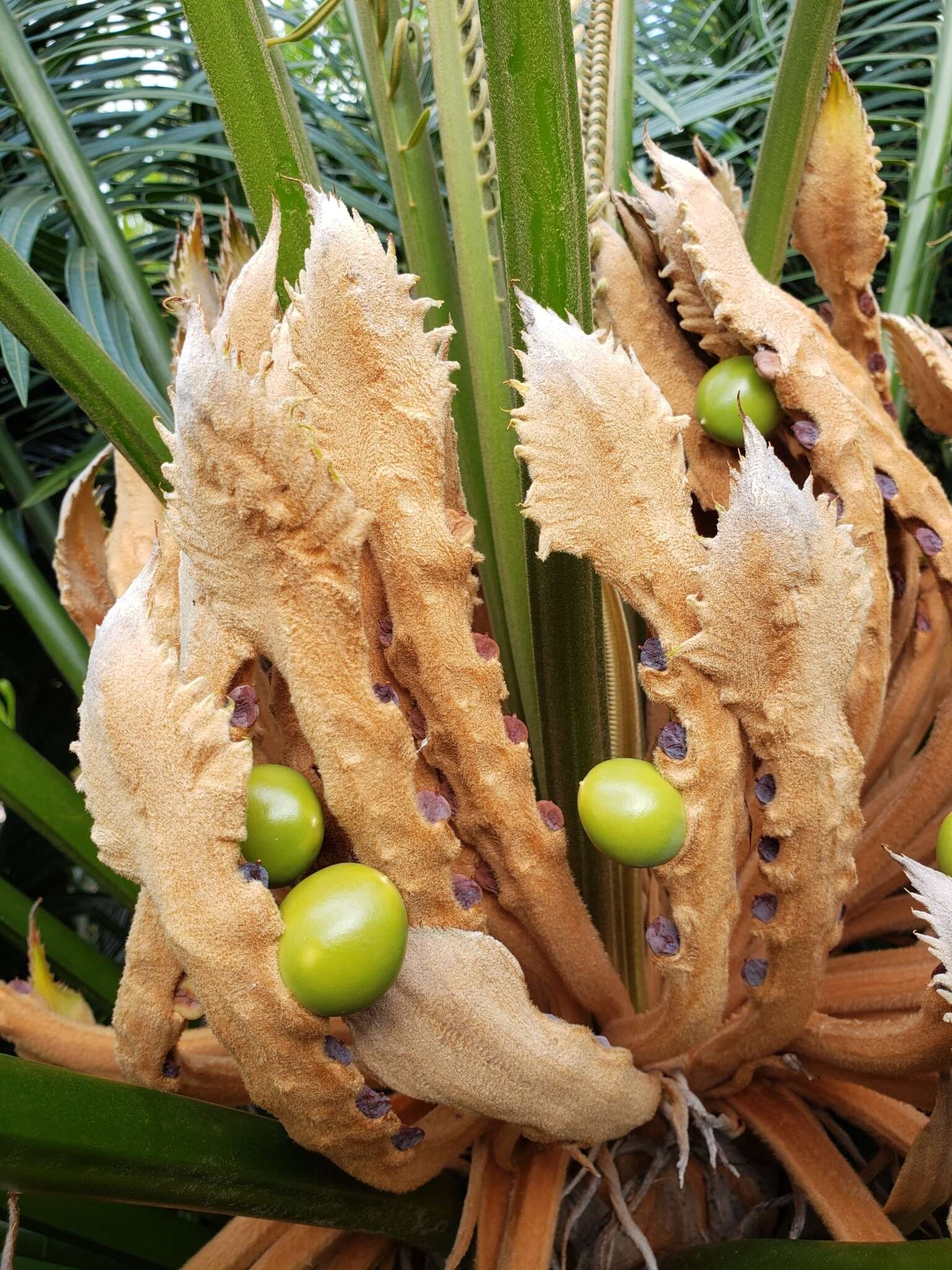 Image of Cycad